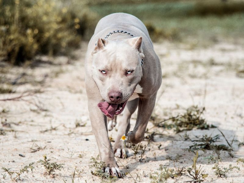 American XL Bully auf einem Feld