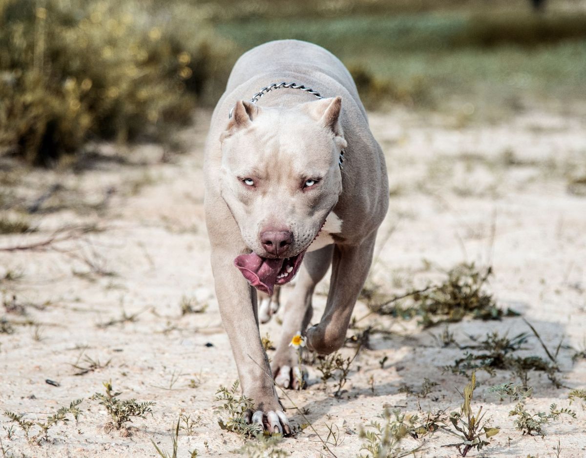 American XL Bully auf einem Feld