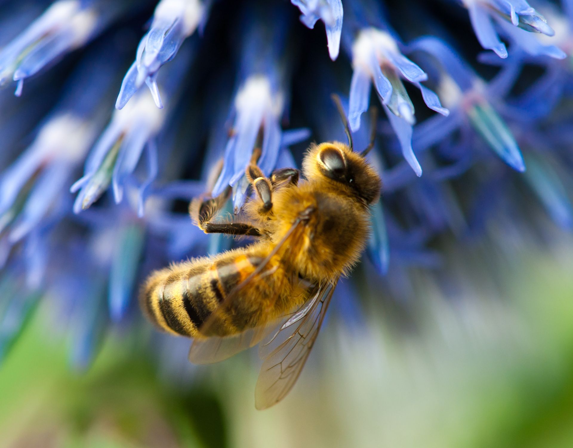 Studie Bienen fliegen nicht im Dunkeln