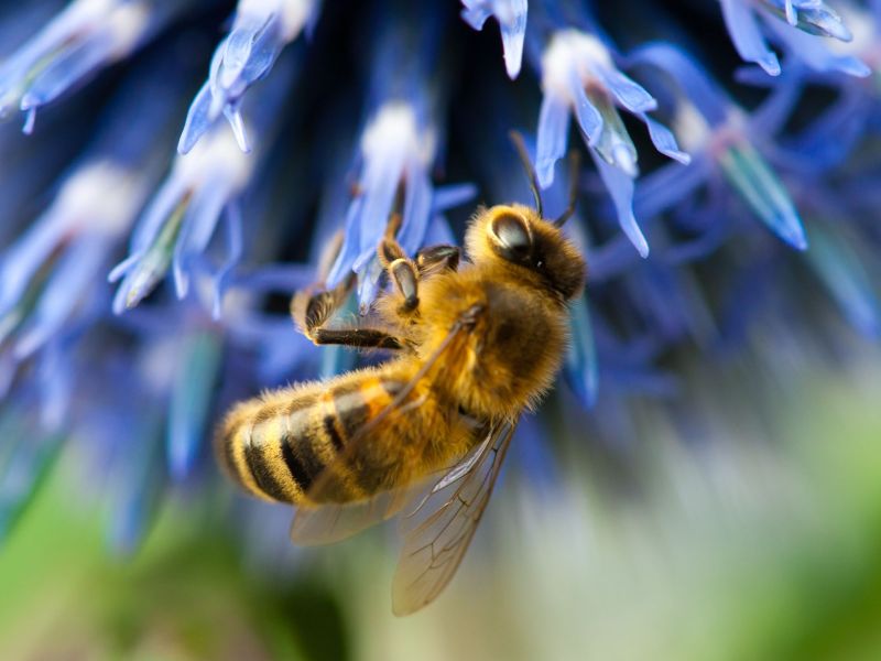Biene in Blüte
