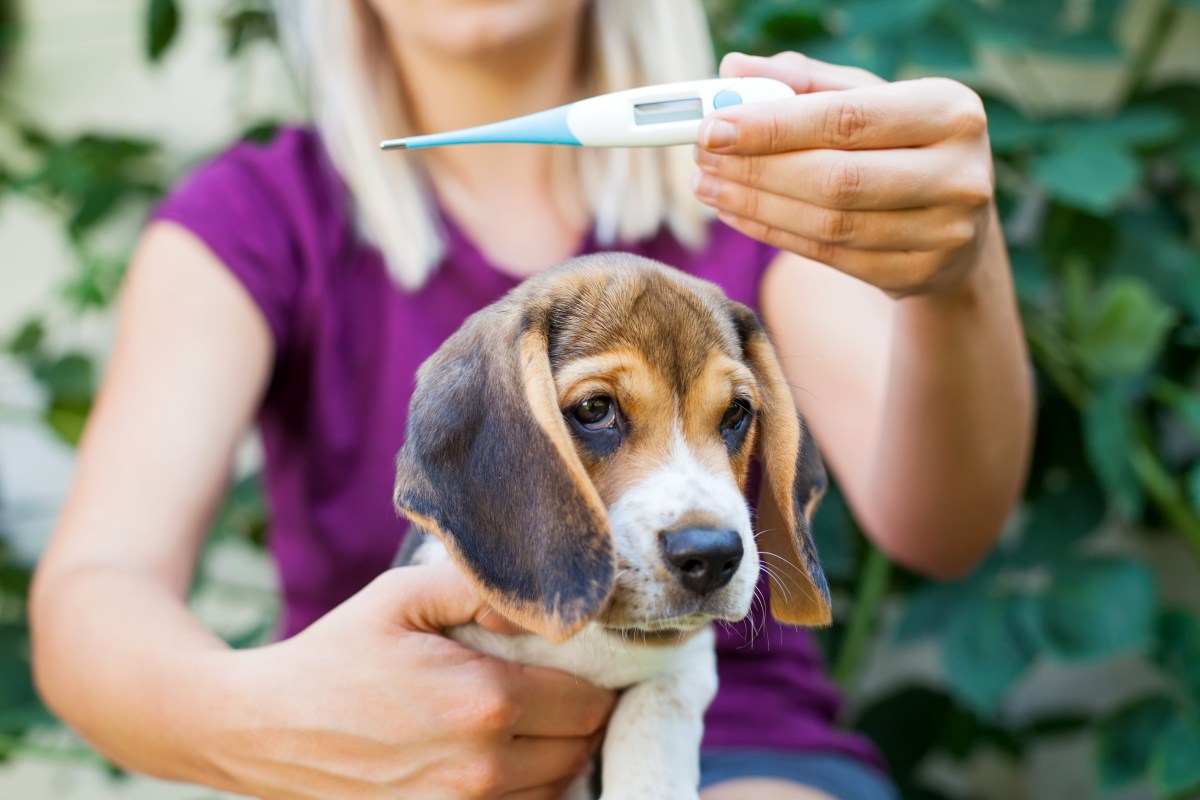 Frau beim Fiebermessen mit ihrem Hund