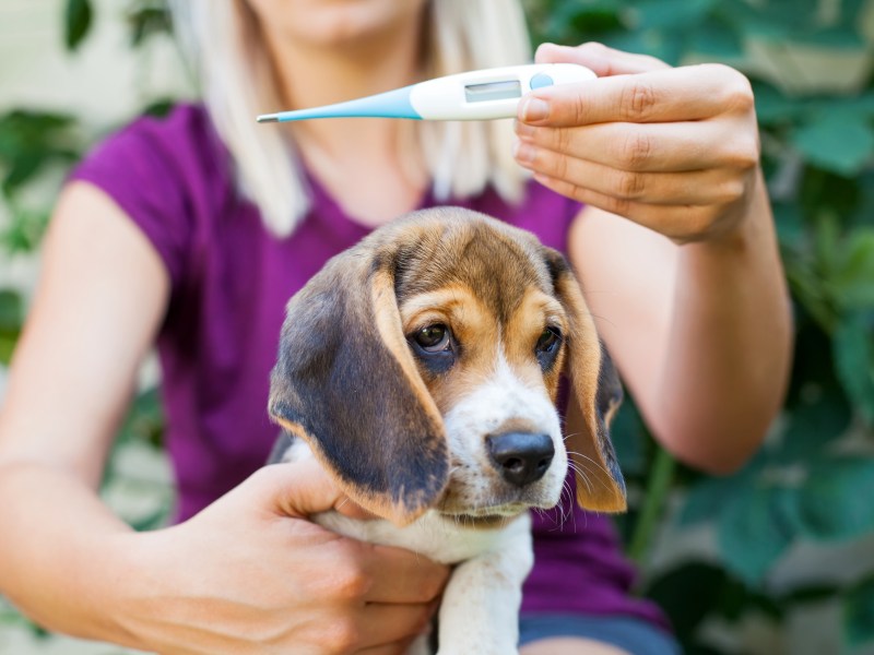 Frau beim Fiebermessen mit ihrem Hund
