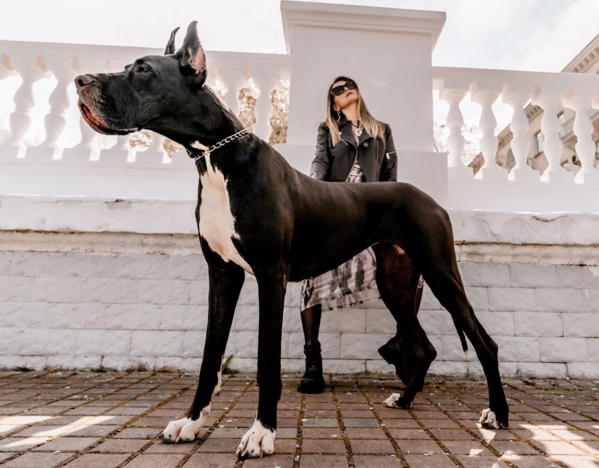 Frau posiert mit großer Dogge