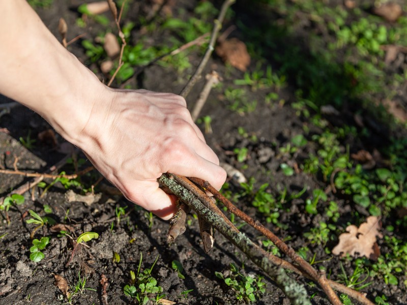 Eine Hand greift nach kleinen Ästen-