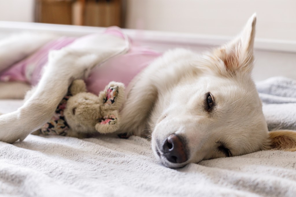 Hund hat Bauchschmerzen