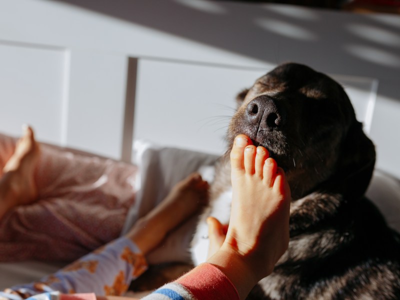 Hund leckt am Fuß