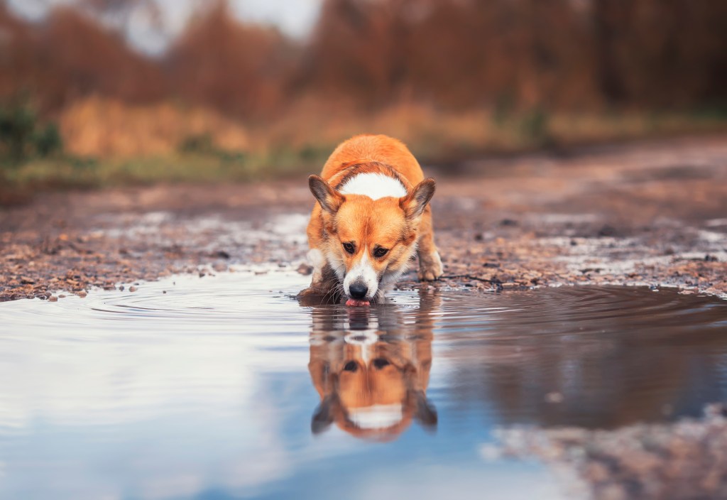 Hund trinkt aus Pfütze