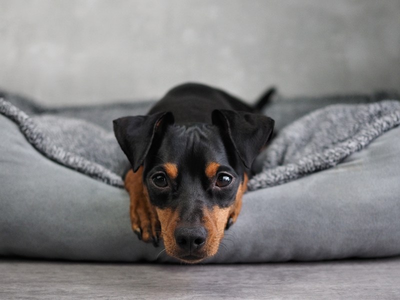 Hundebett waschen Hund liegt im Körbchen