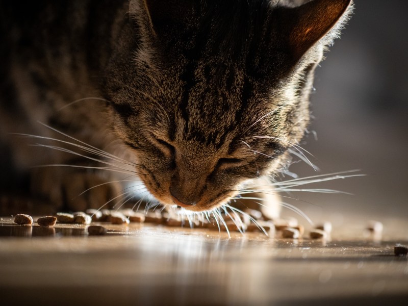 Katze frisst Trockenfutter vom Boden