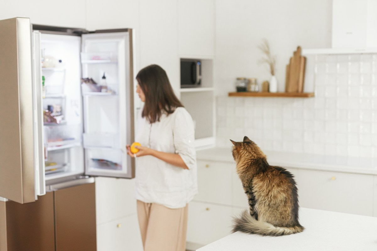 Katze Kühlschrank