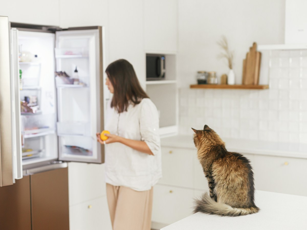 Kühlschrank oder Vorratskammer: Muss Katzenfutter gekühlt werden?