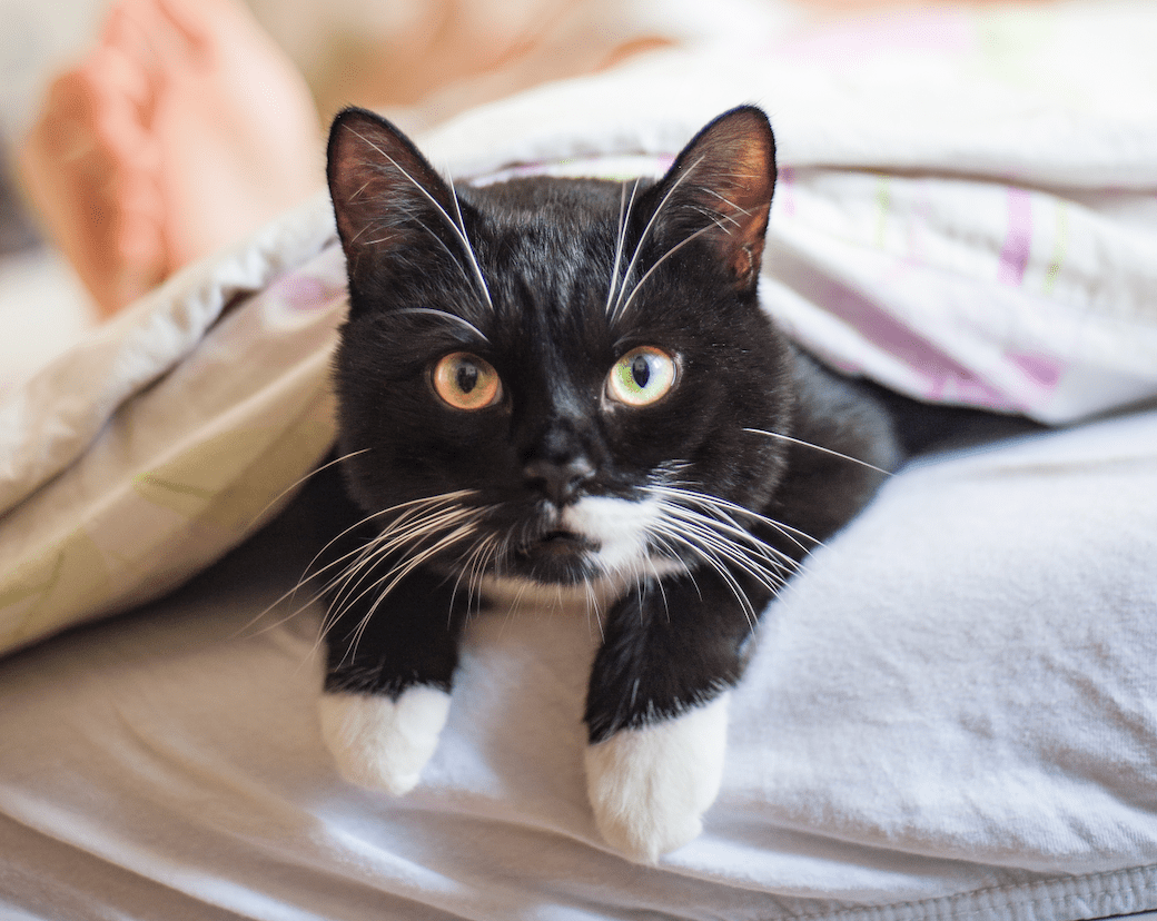 Katze schläft am Fußende unter der Decke