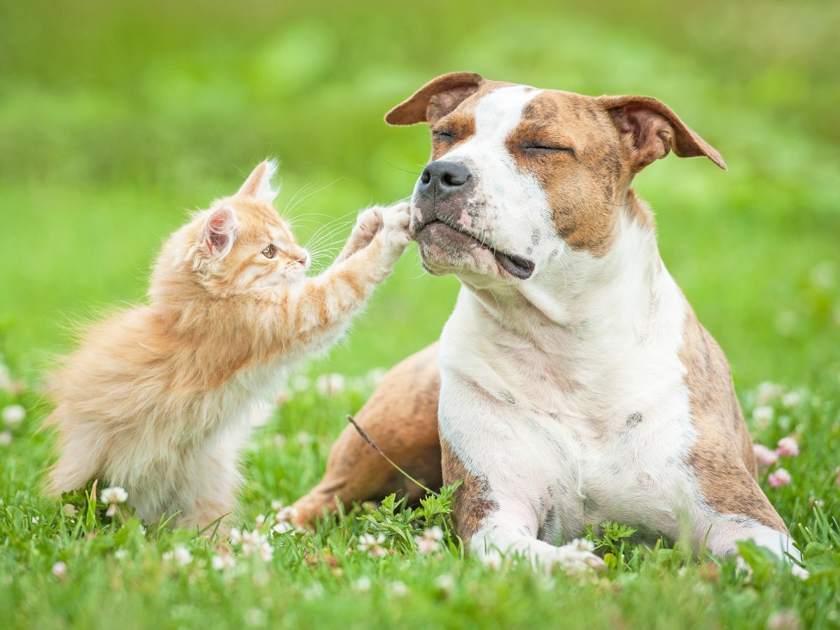 Haustiere: Verstehen Katzen Hundegebell?