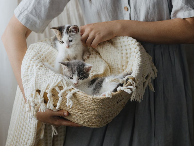 Katzenbett reinigen wie oft Frau mit Kitten