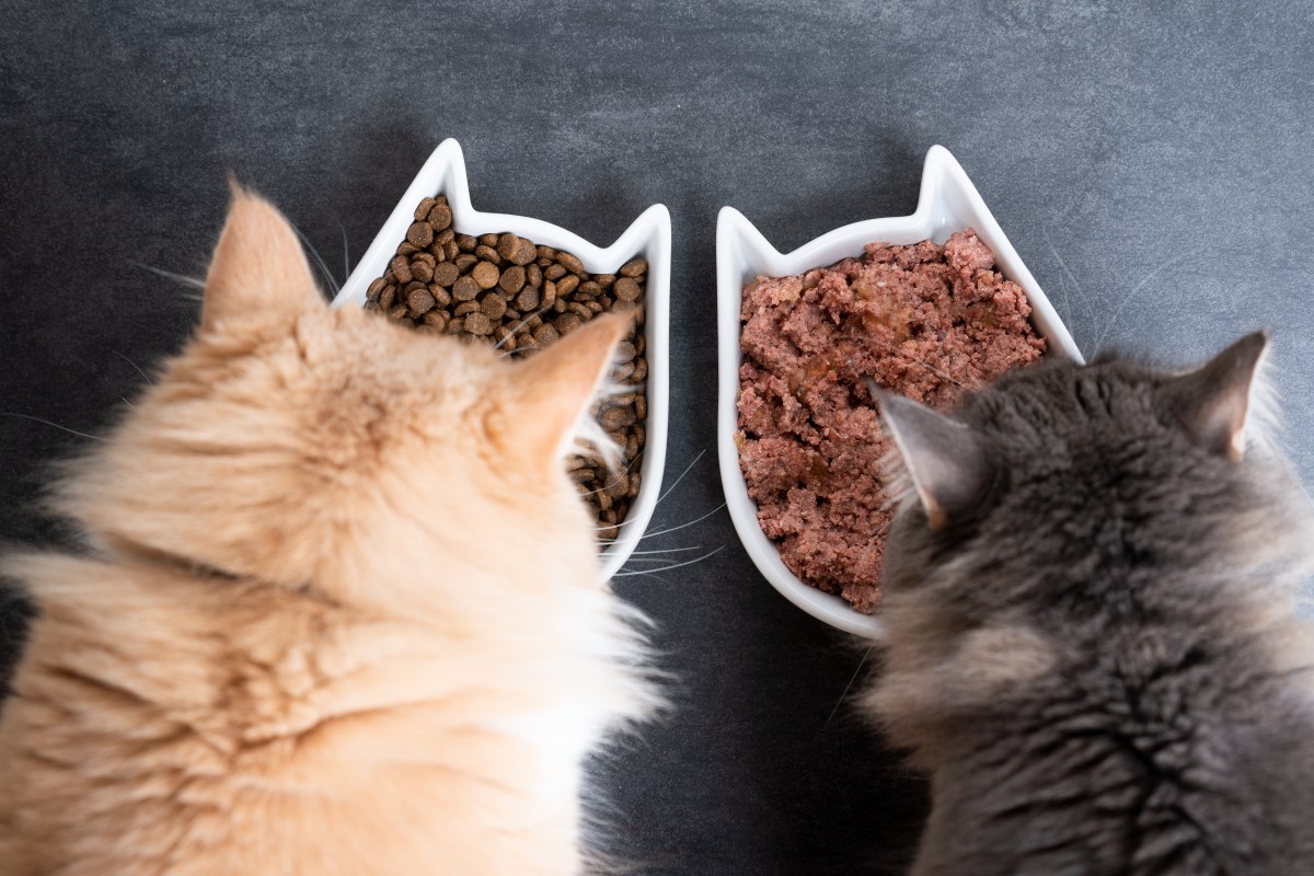 Katzen fressen Katzenfutter