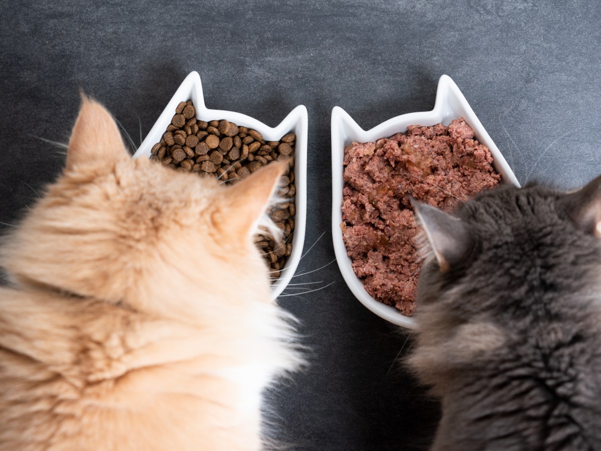 Testsieger: Dieses Bio-Katzenfutter ist laut Öko-Test „sehr gut“