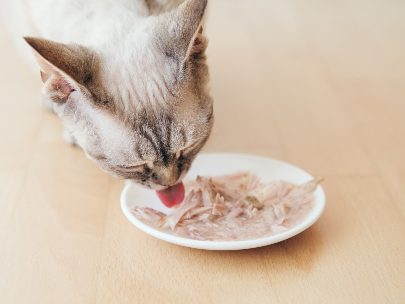 Katze frisst Katzensuppe von einem Teller