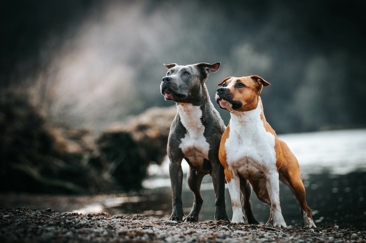 Listenhunde, die in Deutschland als gefährlich gelten