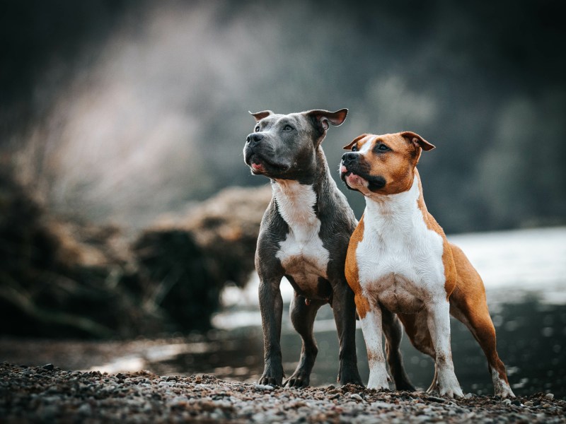 Listenhunde, die in Deutschland als gefährlich gelten