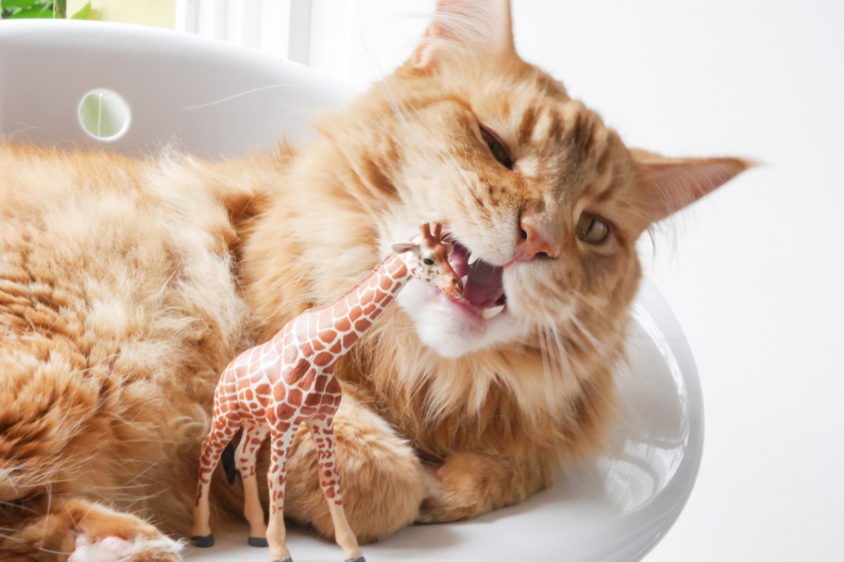 Katze mit Pica Syndrom knabbern an Plastikgiraffe