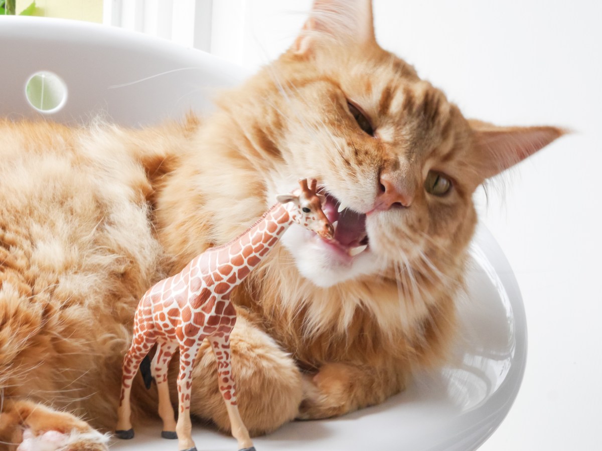 Katze mit Pica Syndrom knabbern an Plastikgiraffe