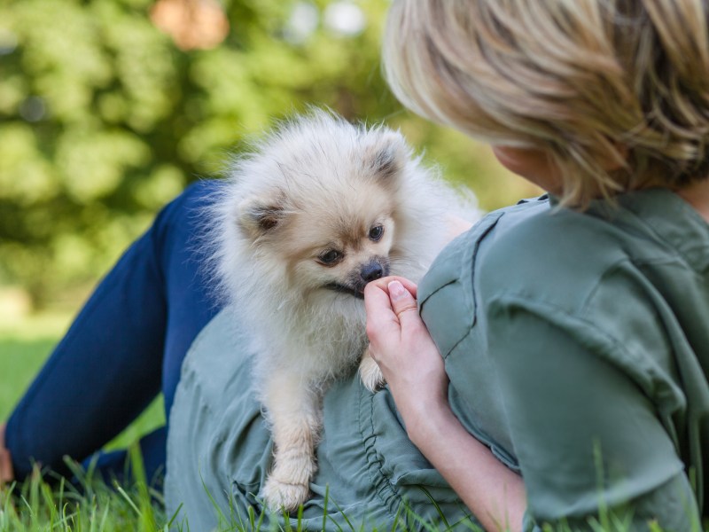 Hund riecht an Hand von Frau