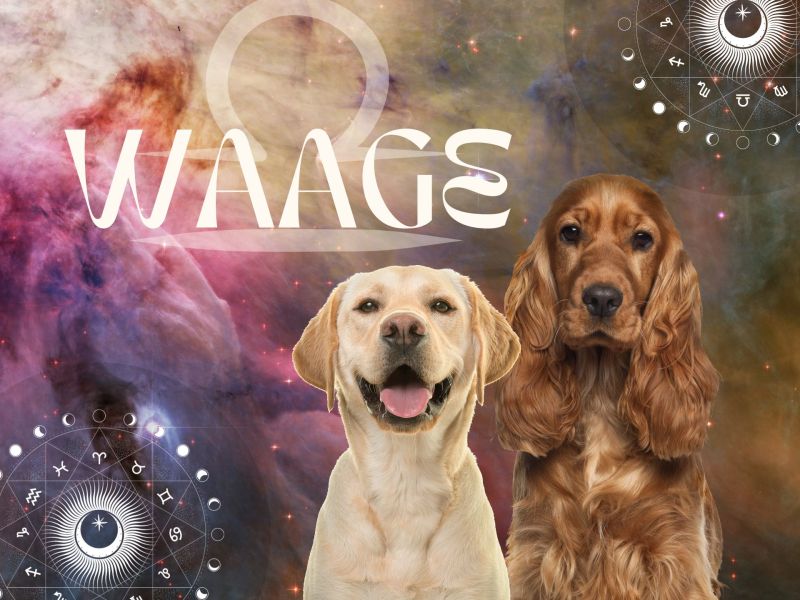 Sternzeichen Waage Hunde
