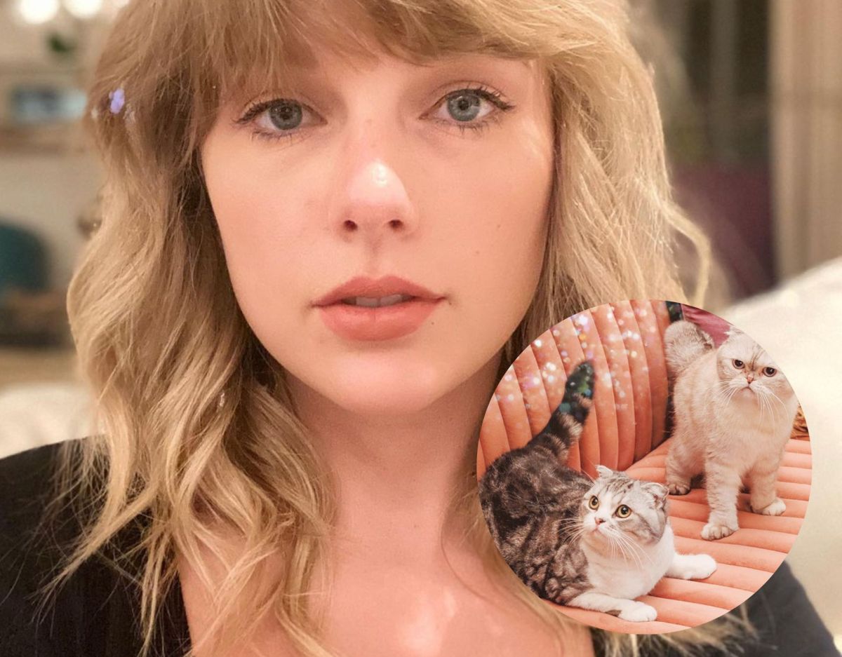 Taylor Swift und ihre Katzen