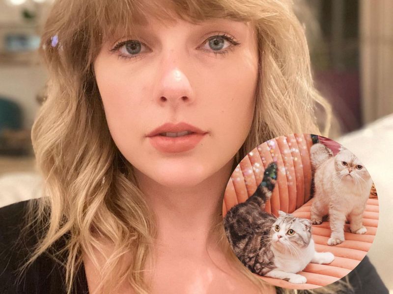 Taylor Swift und ihre Katzen
