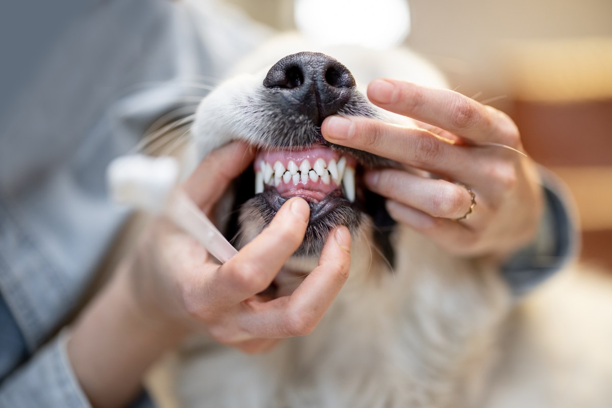 Frau putzt Zähne vom Hund