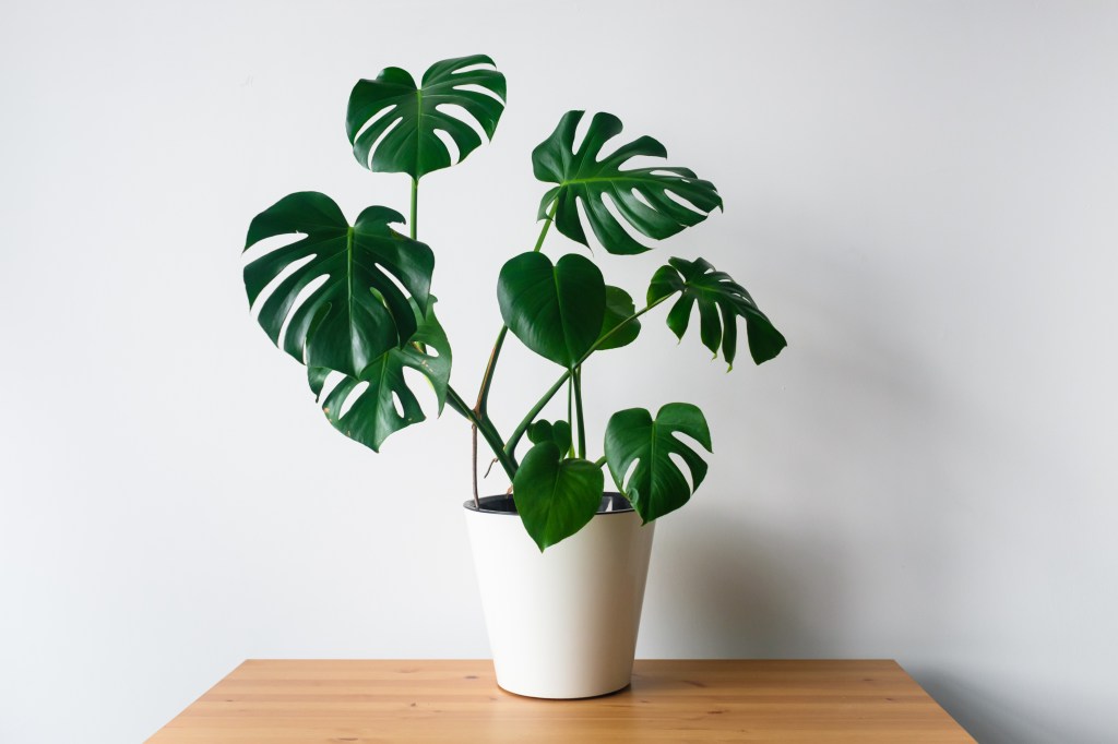 Berühmte Zimmerpflanze Monstera. Auch sie hat giftige Inhaltsstoffe