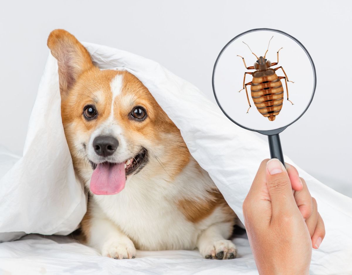 Hund mit Bettwanze im Bett