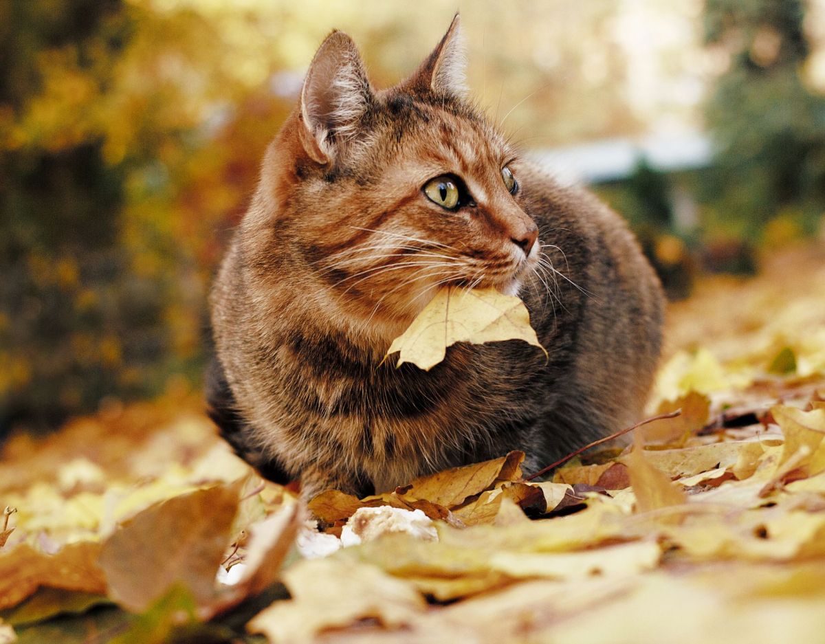 Fressen Katzen im Herbst mehr Katze mit Blatt im Mund