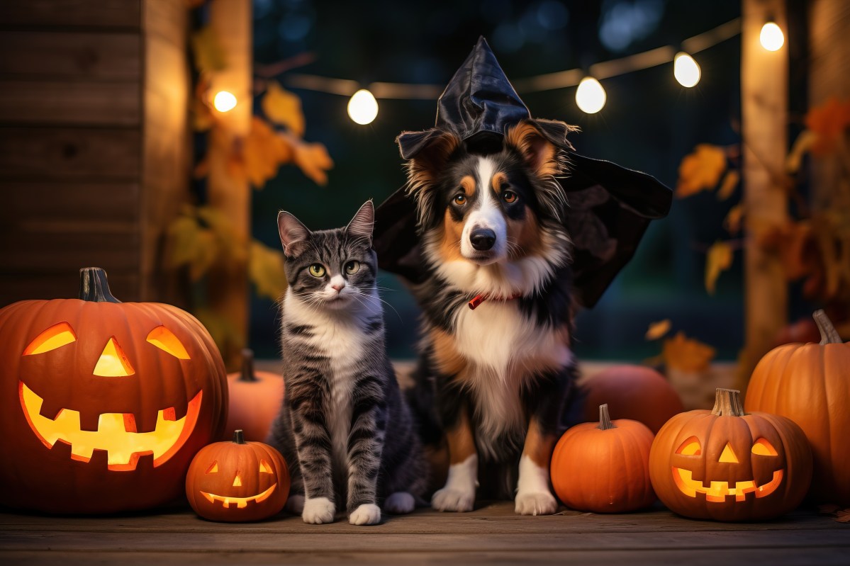 Halloween Haustiere sitzen neben Kürbissen