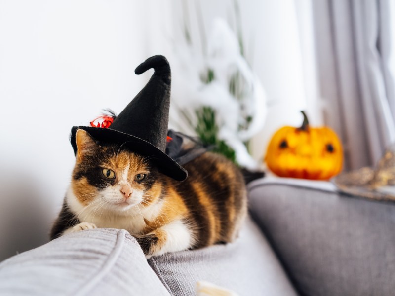 Halloween Katze liegt auf dem Sofa mit Hexenhut