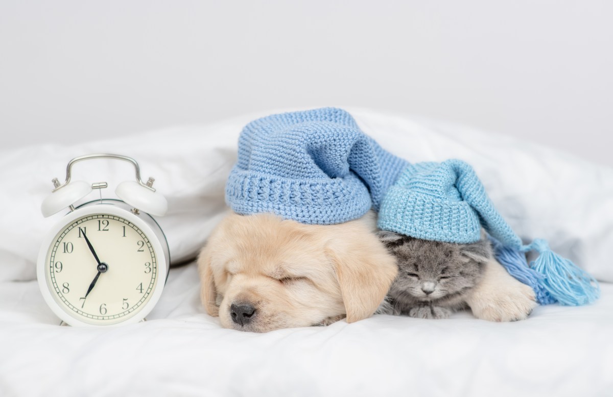 Hund und Katze liegen mit Uhr im Bett