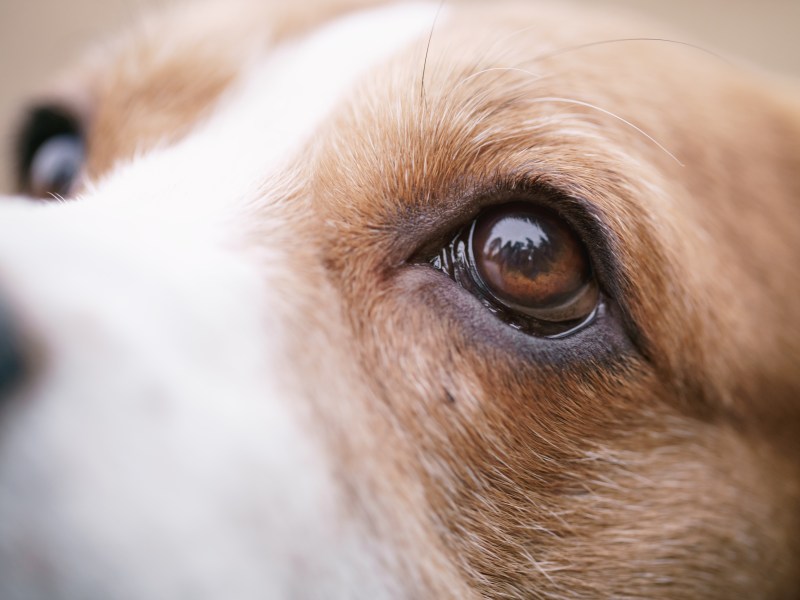 Hund Auge im Dunkeln sehen