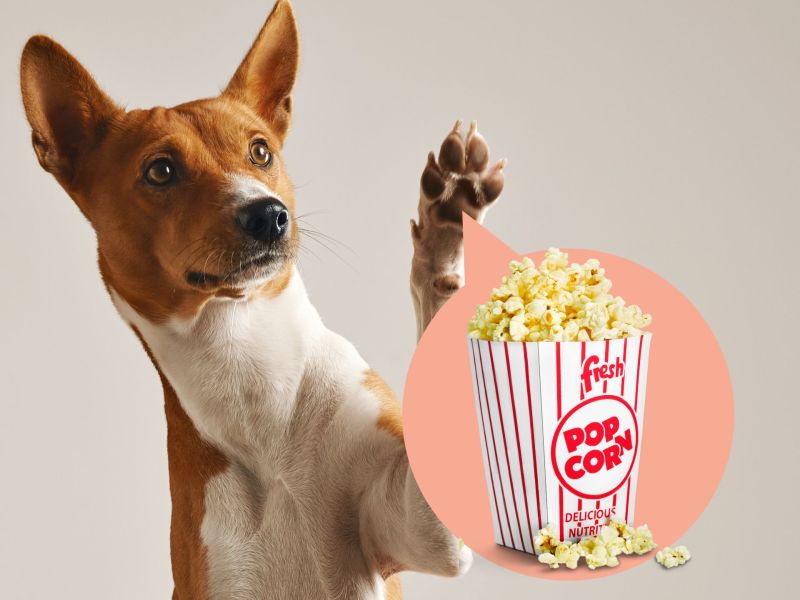 Hundepfote riecht nach Popcorn