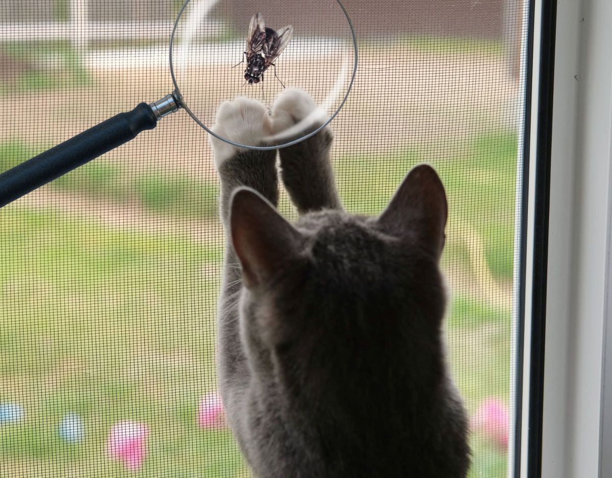 Katze frisst Fliege am Fenster