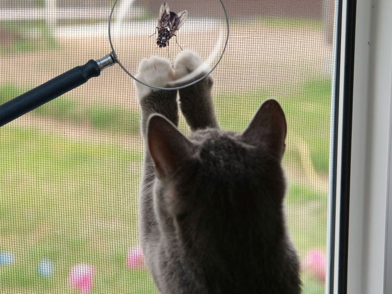Katze frisst Fliege am Fenster