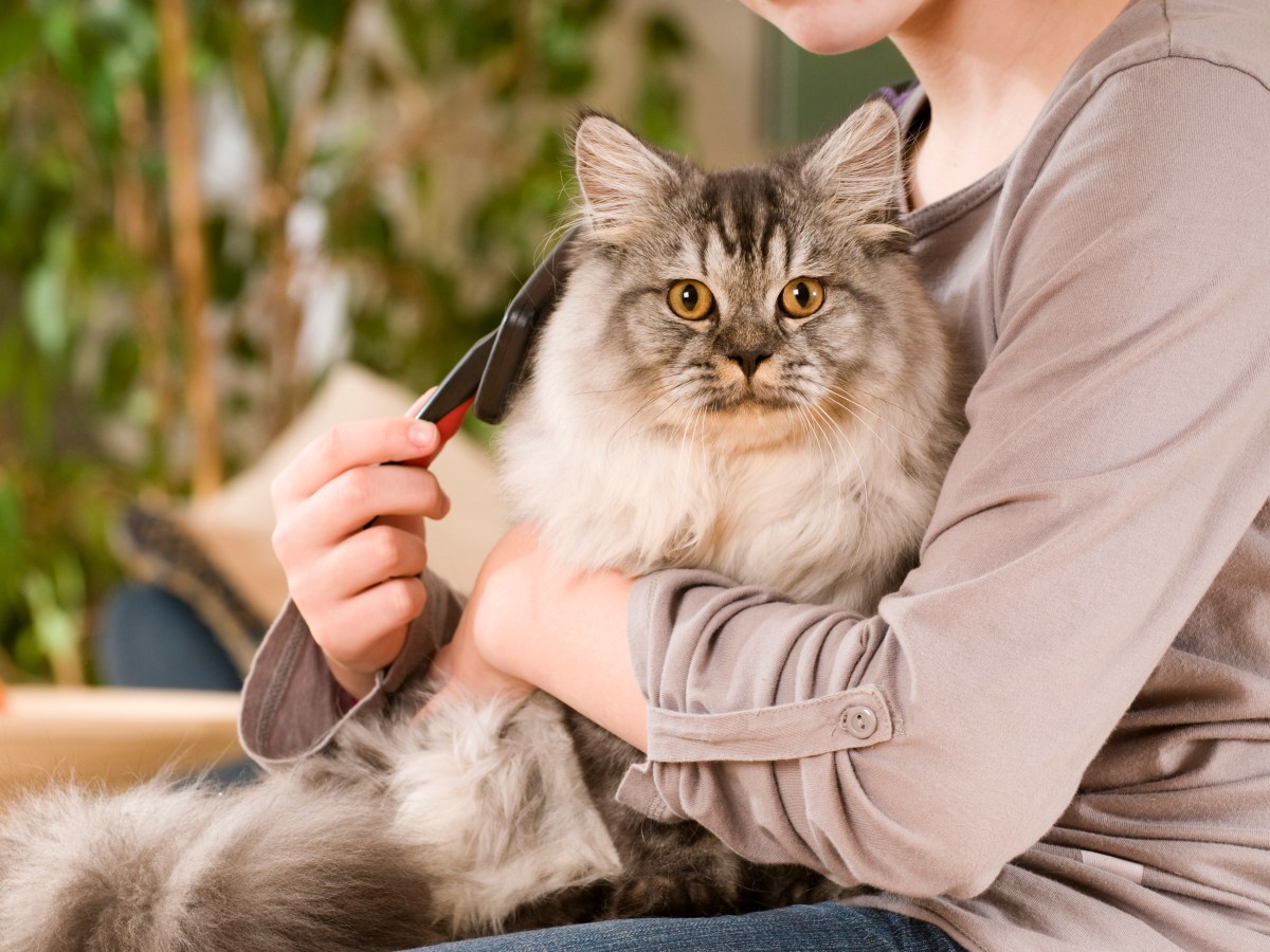 Katze richtig bürsten: Typische Fehler, die fast jeder macht
