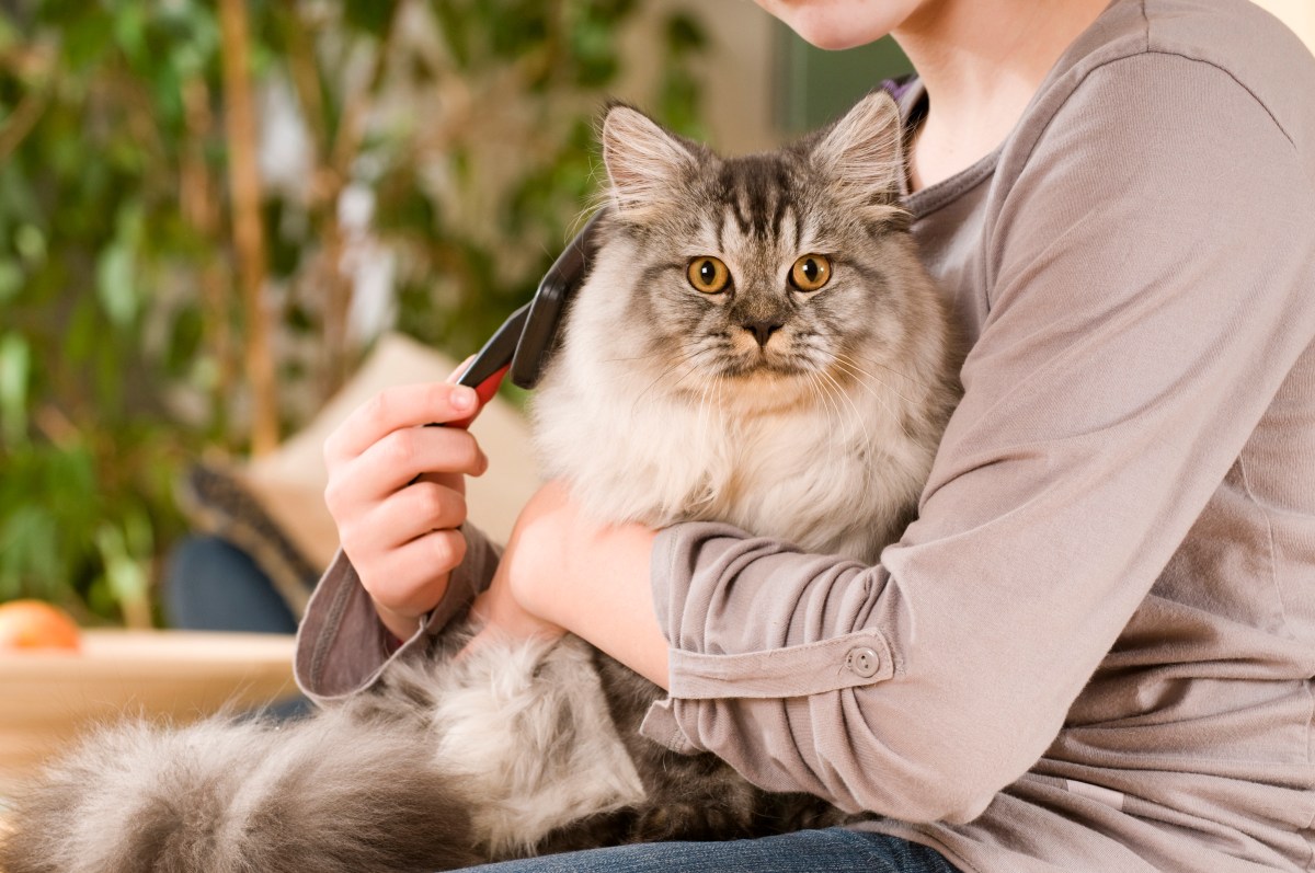 Frau bürstet Katze auf dem Arm