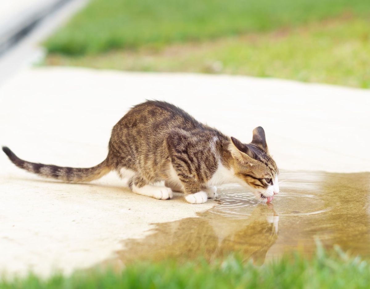 Katze trinkt Regenwasser aus einer Pfütze