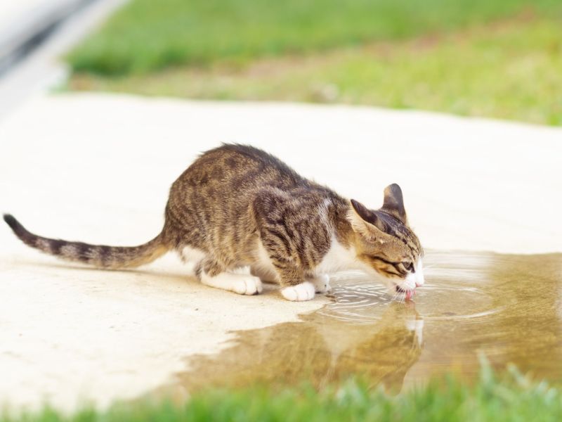 Katze trinkt Regenwasser aus einer Pfütze