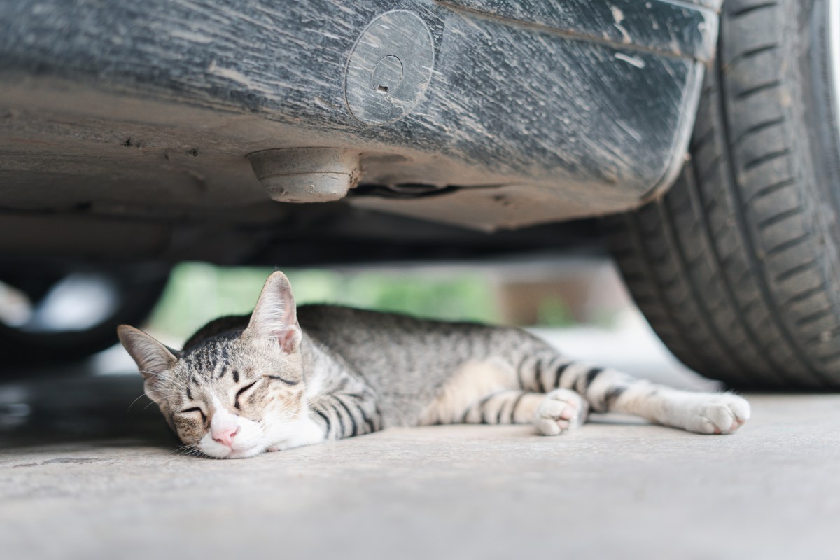 Katze überfahren unter Auto liegend