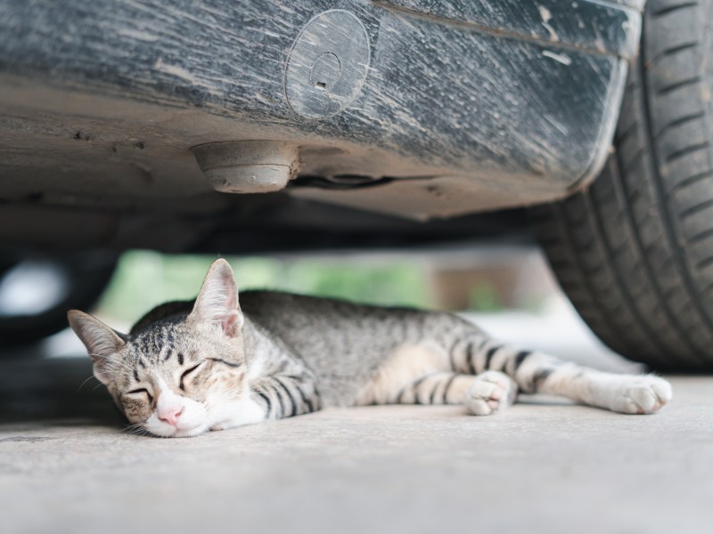 Katze überfahren unter Auto liegend