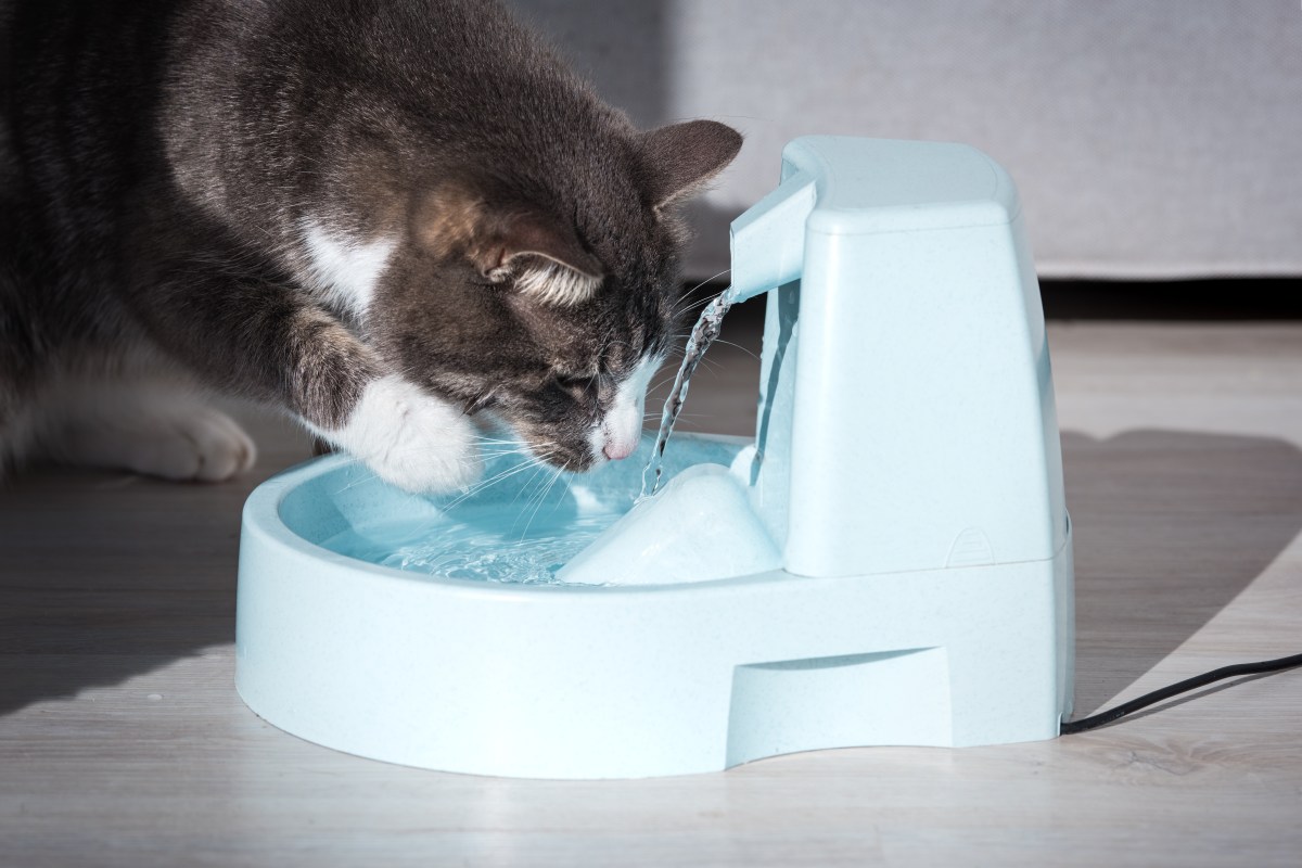 Katze trinkt am Trinkbrunnen