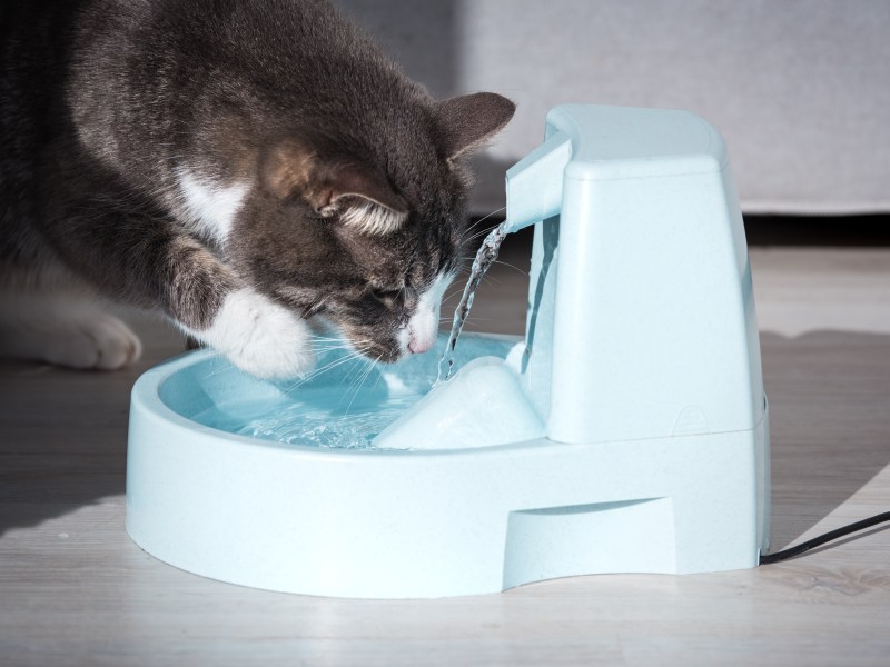 Katze trinkt am Trinkbrunnen