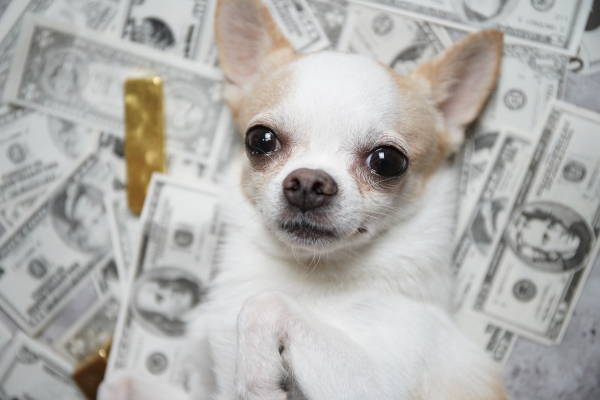 Chihuahua liegt auf Dollarscheinen