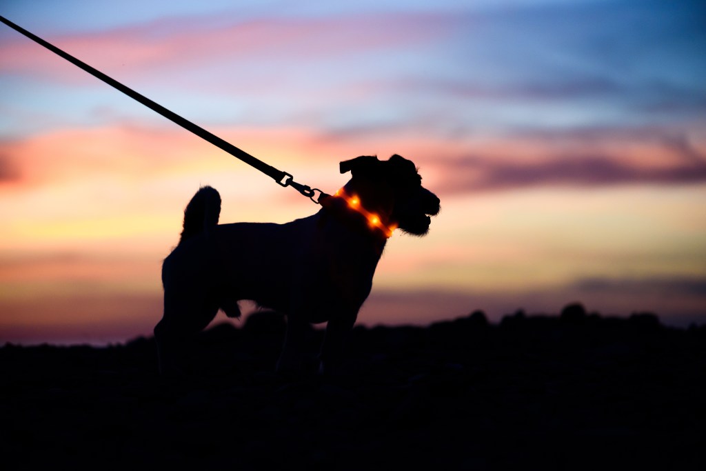 Hund mit Leuchthalsband im Sonnenuntergang